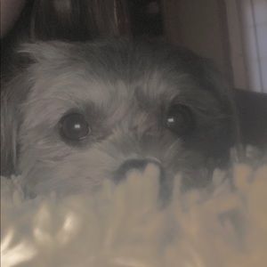 Meet your Posher, Emma